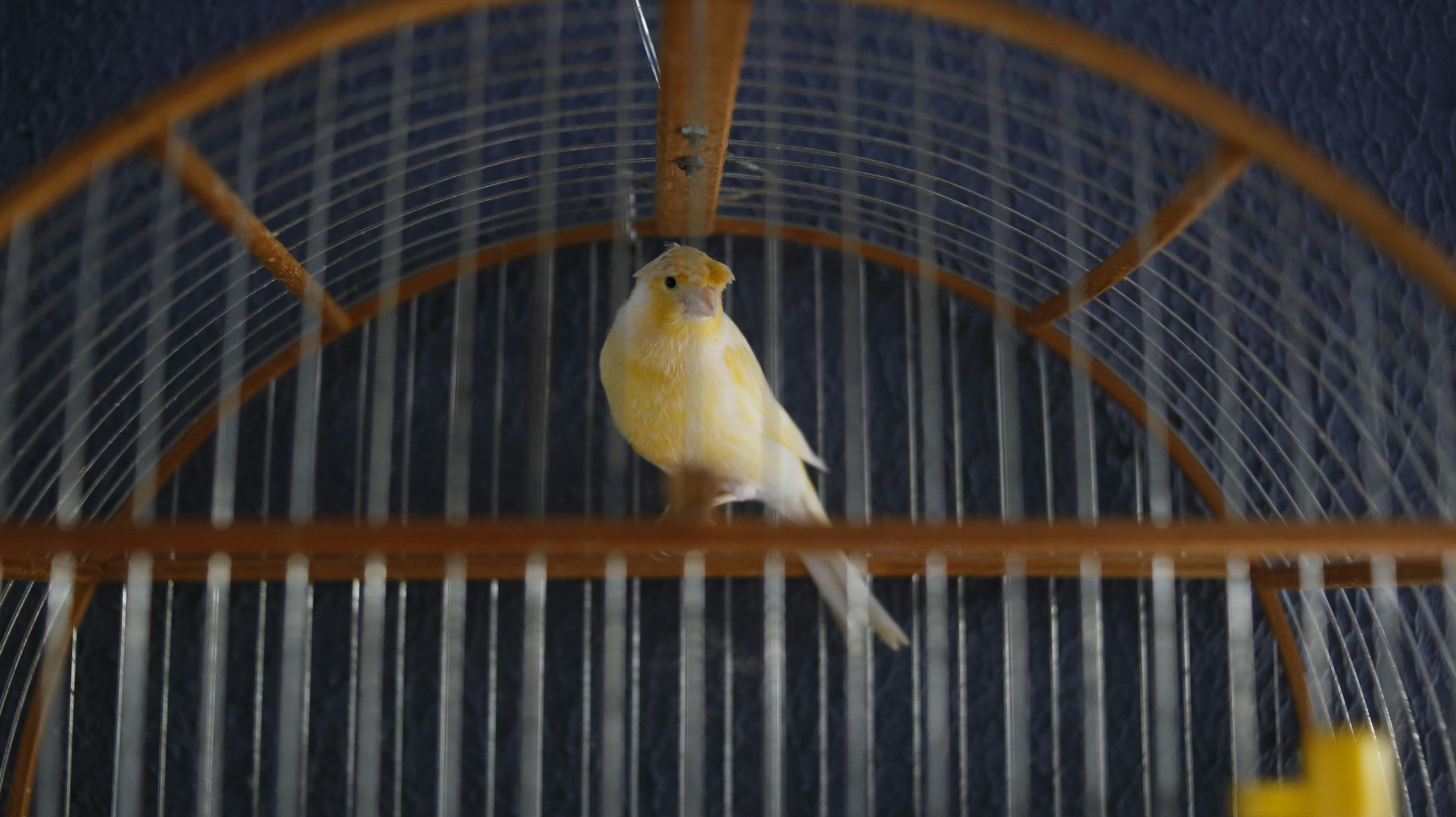 A vibrant yellow bird perched inside a classic wooden birdcage.