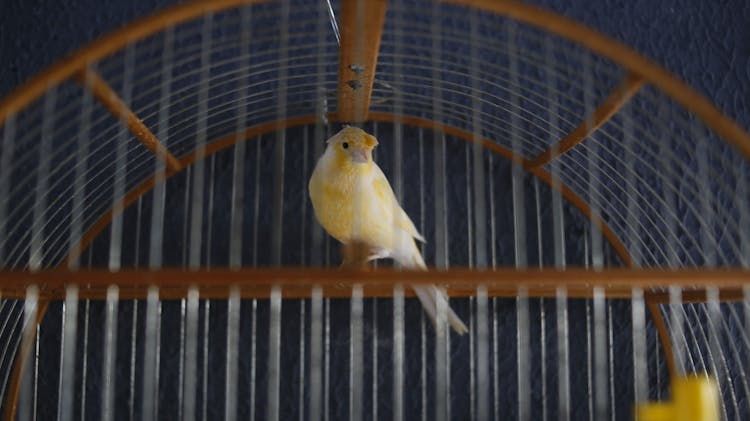 Yellow And White Bird In Cage