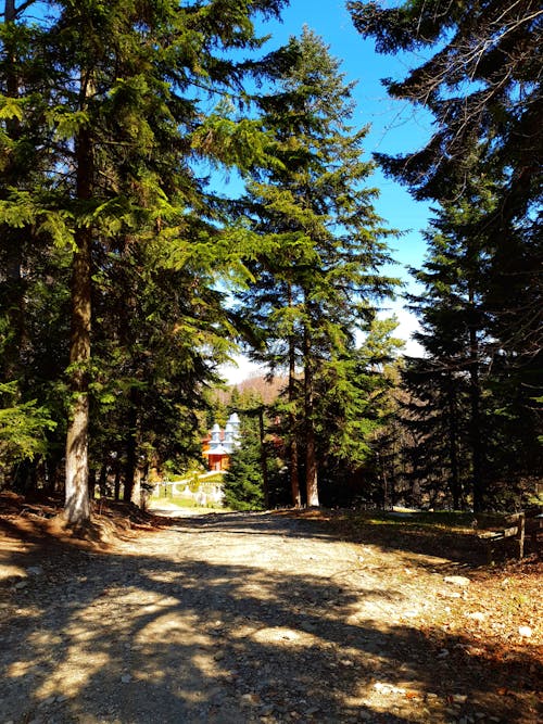 公園, 增長, 天性 的 免费素材图片