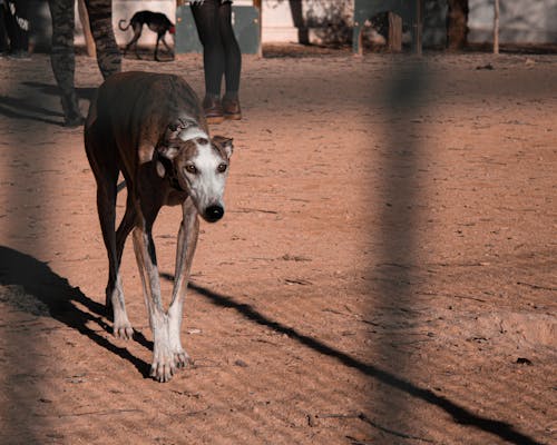 Free Brown Galgo Espanol with white bits on snout and thin longer legs having stroll through street covered with sand Stock Photo