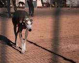 Brown Galgo Espanol with white bits on snout and thin longer legs having stroll through street covered with sand