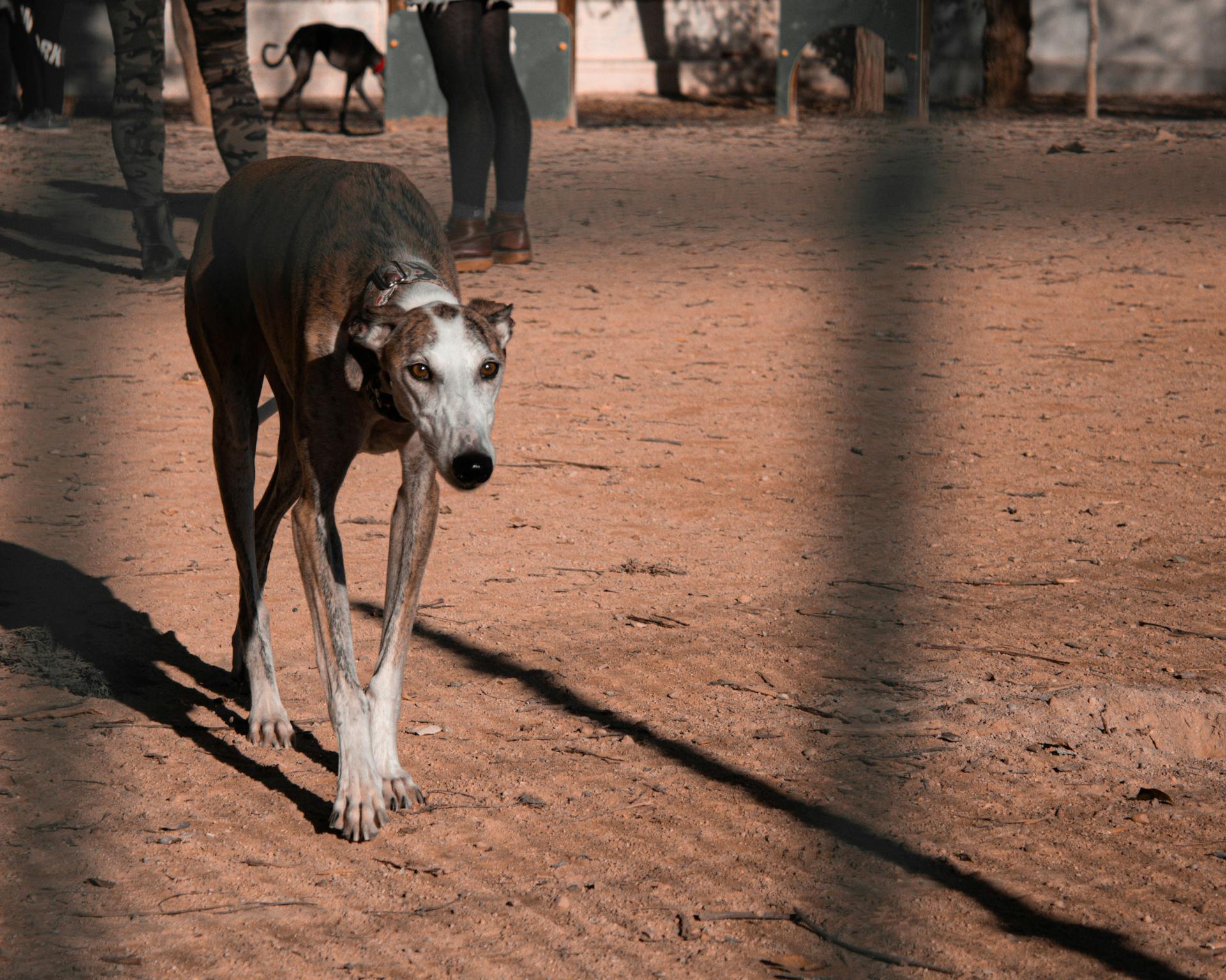 Bruine Galgo Espanol met witte stukjes op de snuit en dunne langere benen die door de met zand bedekte straat lopen