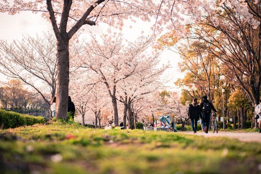 在日本大阪一个宁静的公园里，迷人的樱花在道路两旁盛开，人们在春天漫步其中