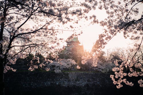 無料 桜と大阪城 写真素材