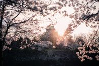 日落时分，大阪城在美丽的樱花映衬下，捕捉着日本春天的精髓