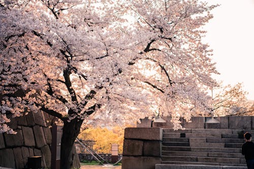 White Cherry Blossom Tree Near Brown Concrete Building