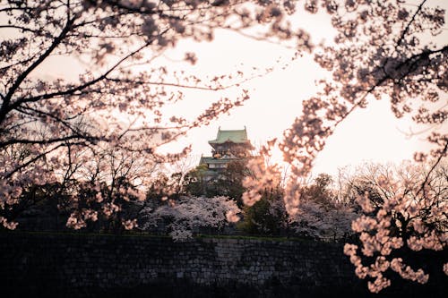 White Cherry Blossom Tree Near Osaka Castle