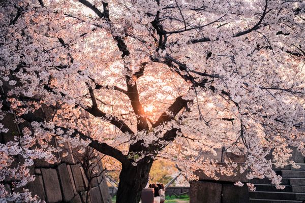 evenements.events.hanami.title