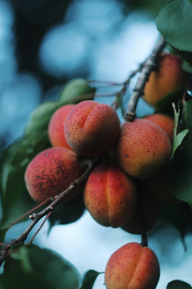 Apricot Tree