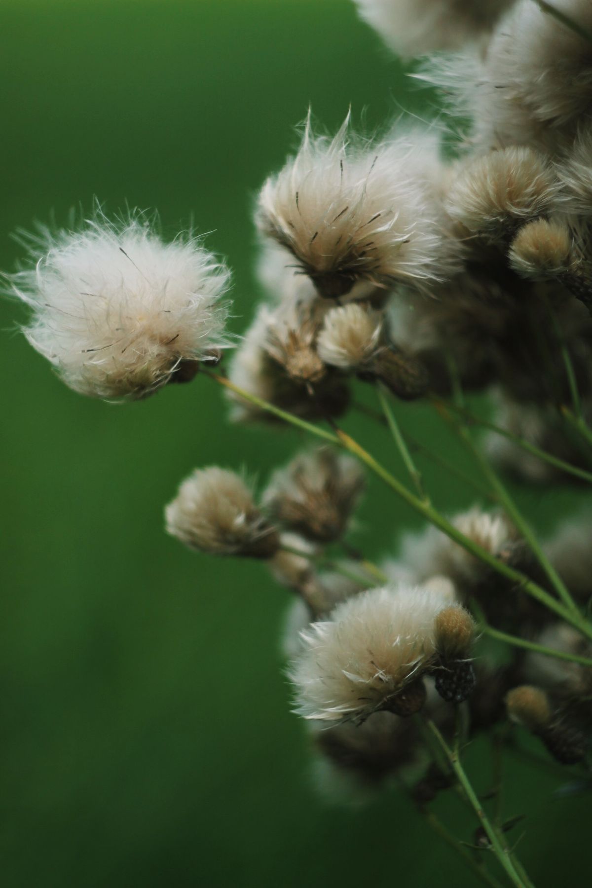 Applying pest control spray outdoors