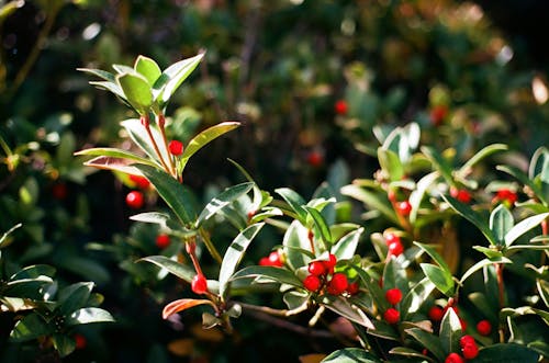 Free Red and Green Plant Stock Photo