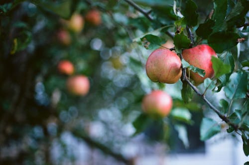 Kostnadsfria Kostnadsfri bild av äppelträd, äpplen, bokeh Stock foto