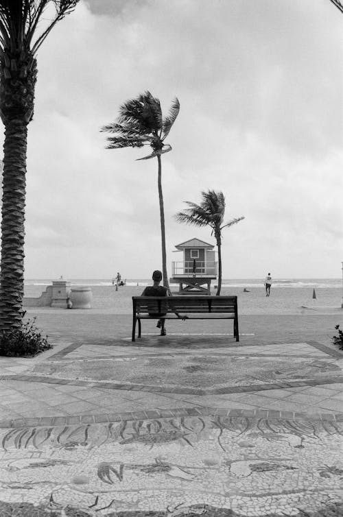 Grayscale Photo of Bench Near Palm Tree