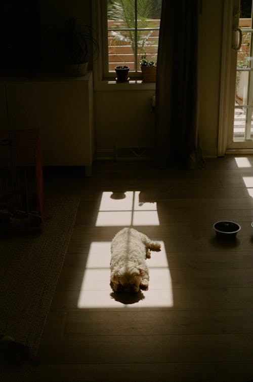 Foto stok gratis anak anjing, anjing, berjemur matahari