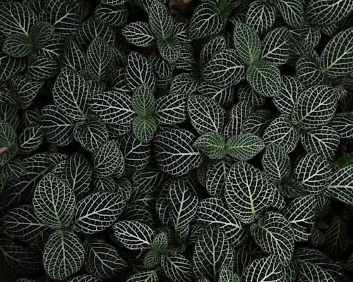 Feuilles De Plantes Vertes Et Blanches