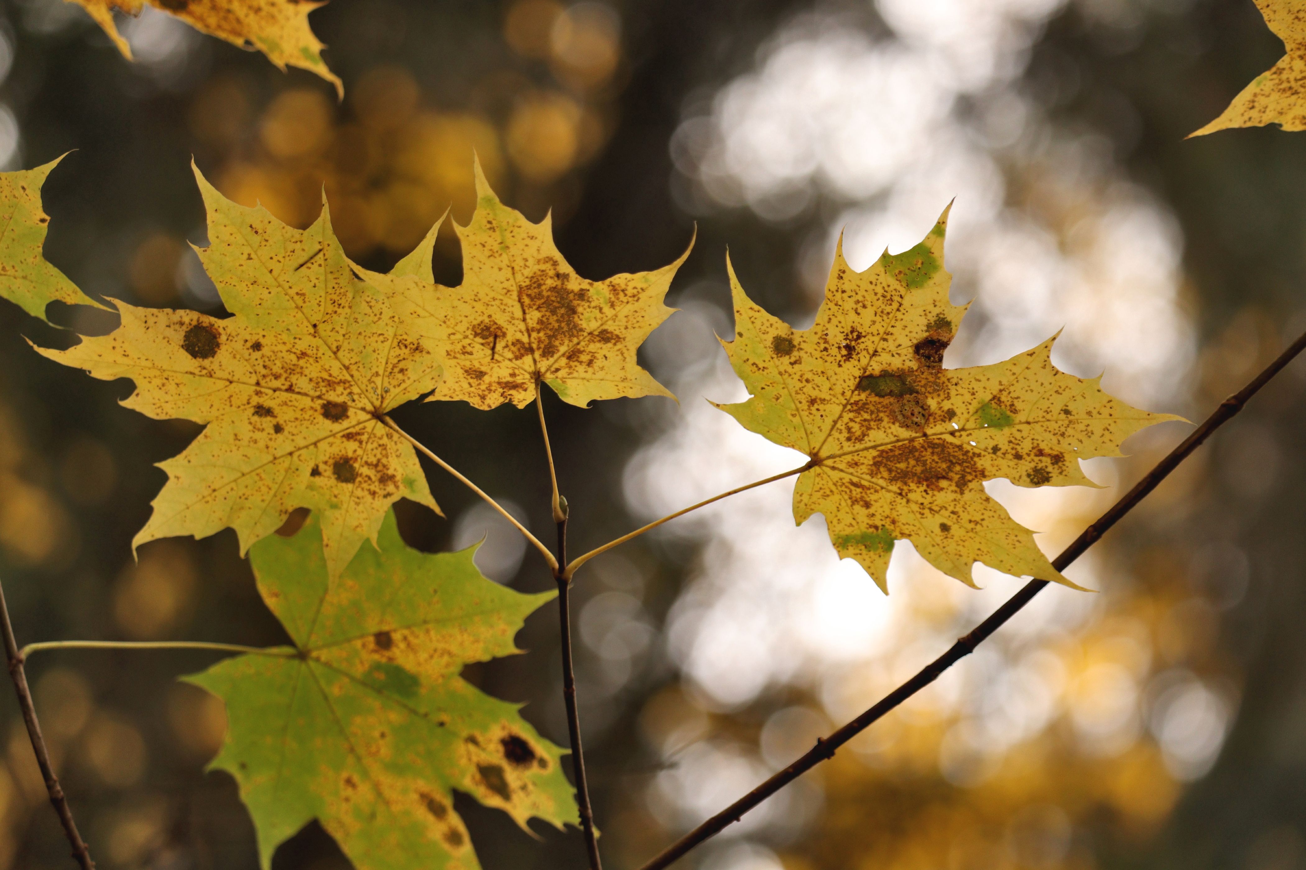 Autumn Maple Leaves with Bokeh Background · Free Stock Photo