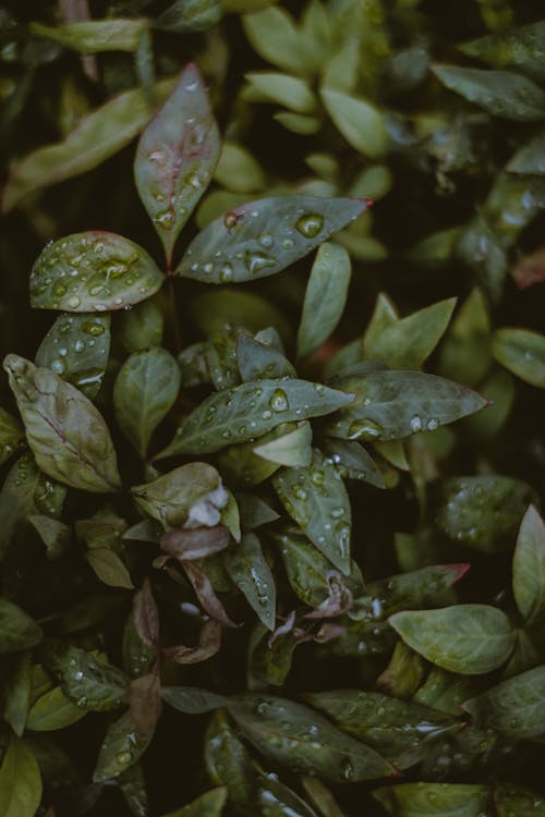 Fro above view of green plant with drops of dew on leaves growing in garden