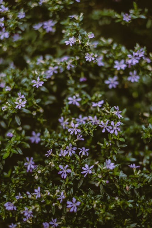 Purple Flowers and Green Leaves in Tilt Shift Lens