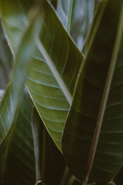 Free Detailed view of lush tropical green leaves, showcasing texture and vibrant growth outdoors. Stock Photo
