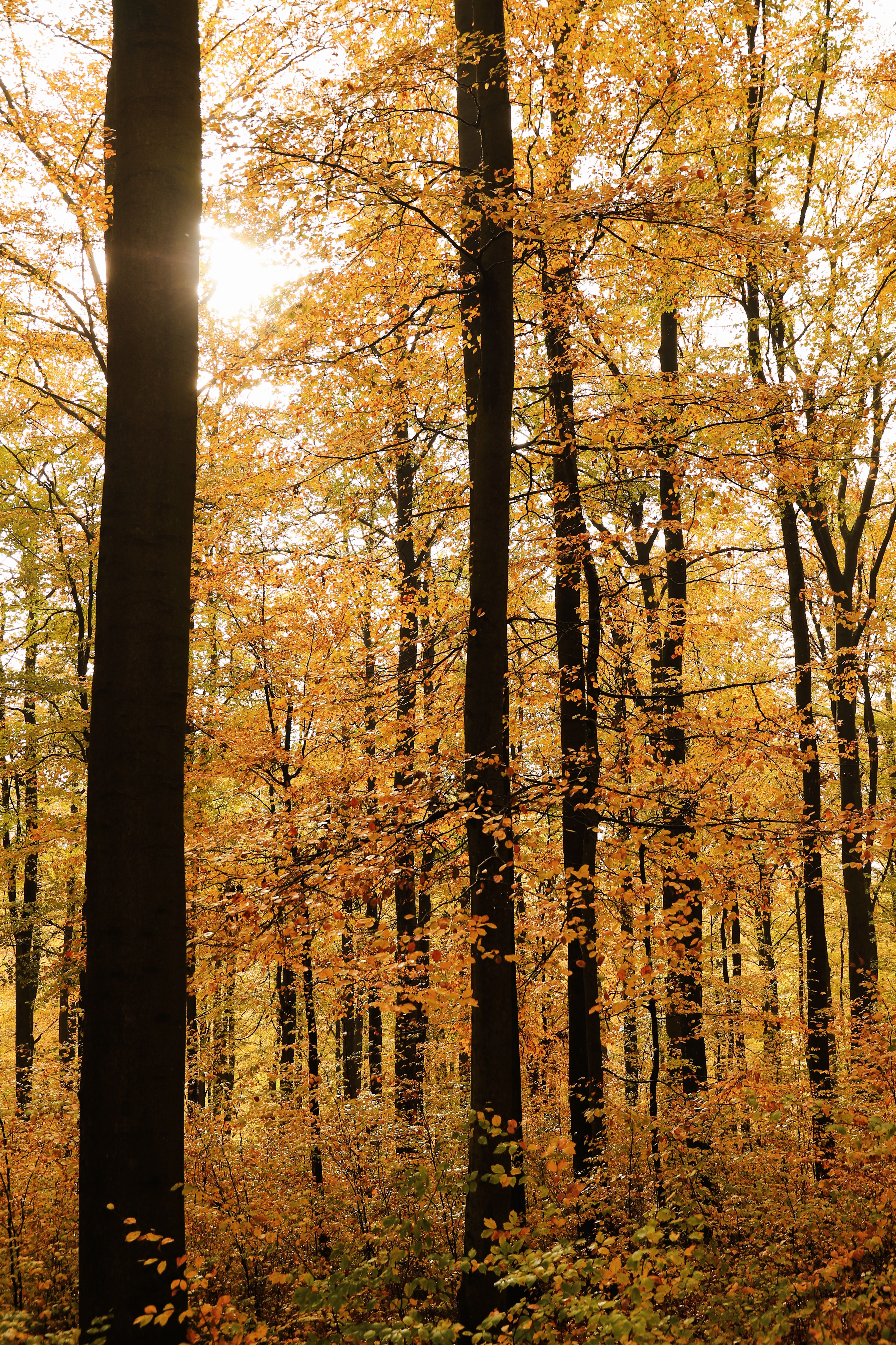 Golden Autumn Forest with Sunlight Filtering · Free Stock Photo