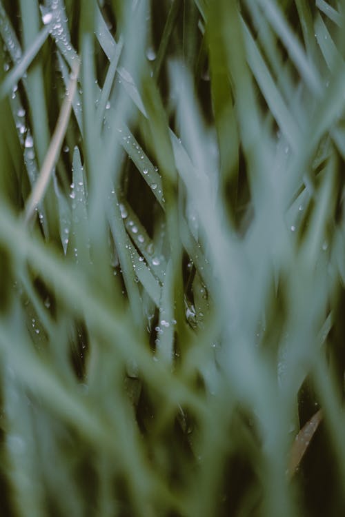 Green grass with drops of water