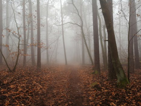 在雾天的神秘森林里，一条覆盖着秋叶的狭窄小路穿过树干