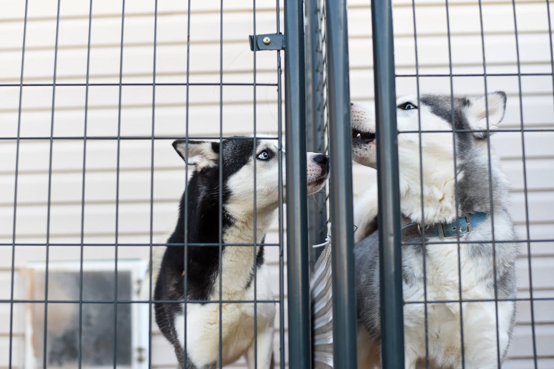 Free Low angle of adorable Husky dogs in collar standing in cage in animal shelter Stock Photo