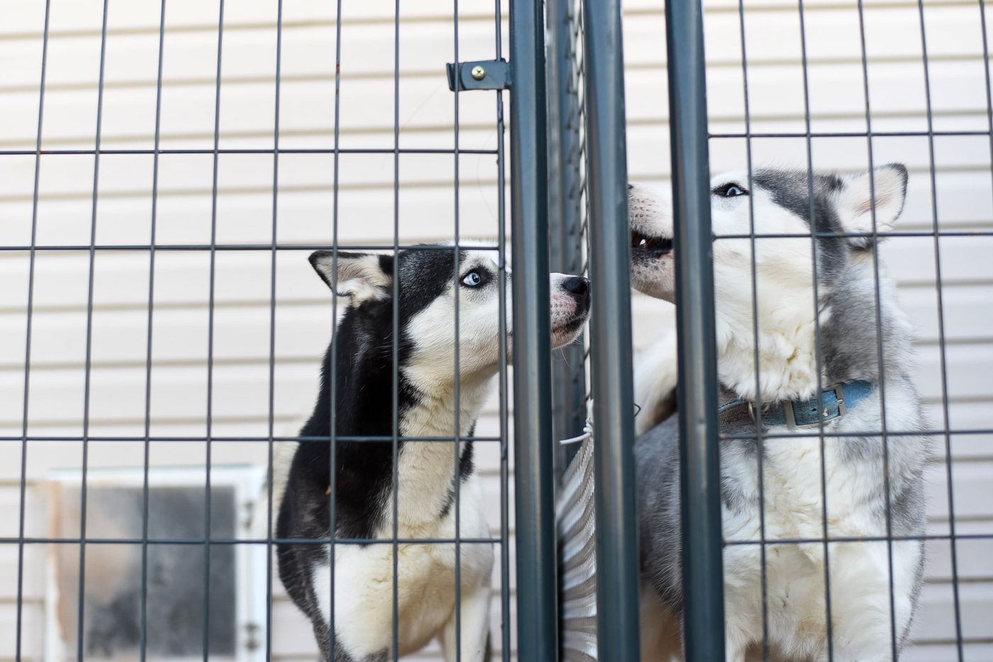 Cachorro recebendo cuidado em ambiente veterinário