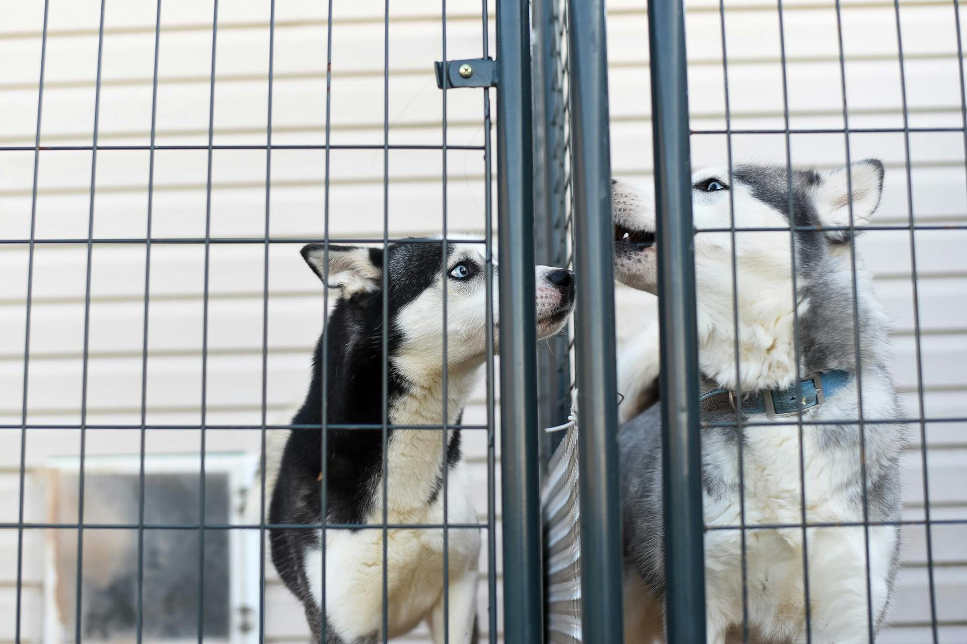 Low angle of adorable Husky dogs in collar standing in cage in animal shelter