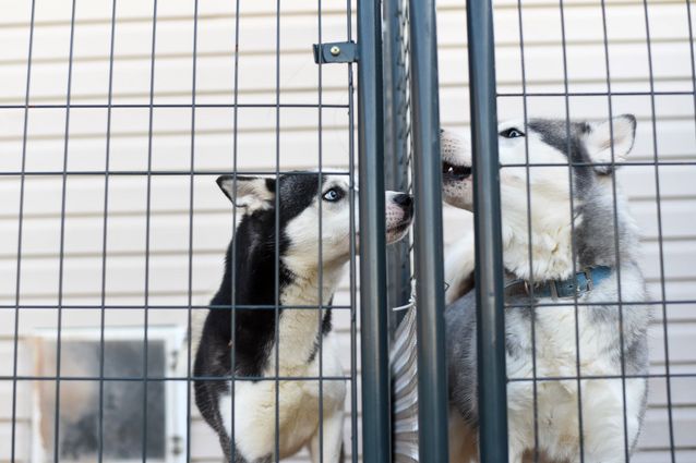 Animal welfare and rights in Sweden: A legislative review