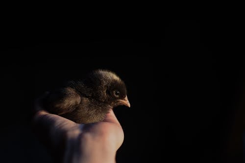 Unrecognizable person demonstrating cute little bird chick on hand against dark black background