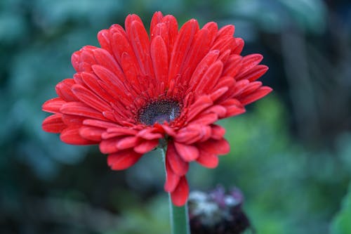 Bezpłatne Darmowe zdjęcie z galerii z czerwony kwiat, flora, flowerhead Zdjęcie z galerii
