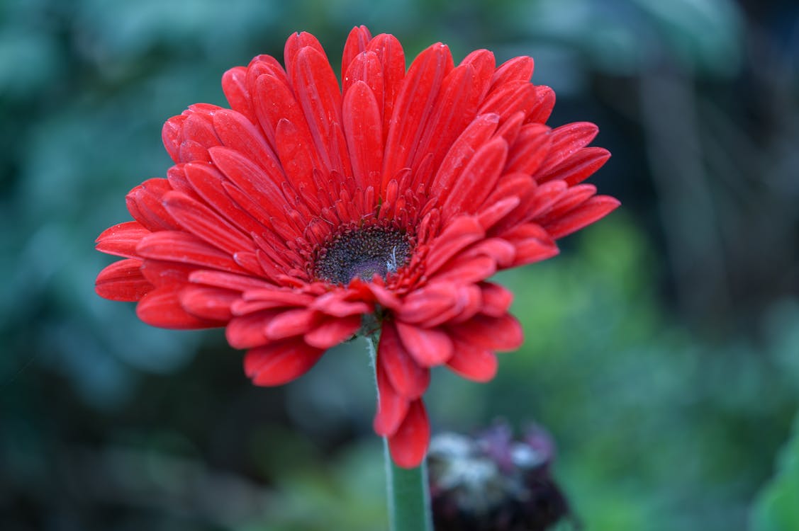 Kostenloses Stock Foto zu blühen, blume, blüte