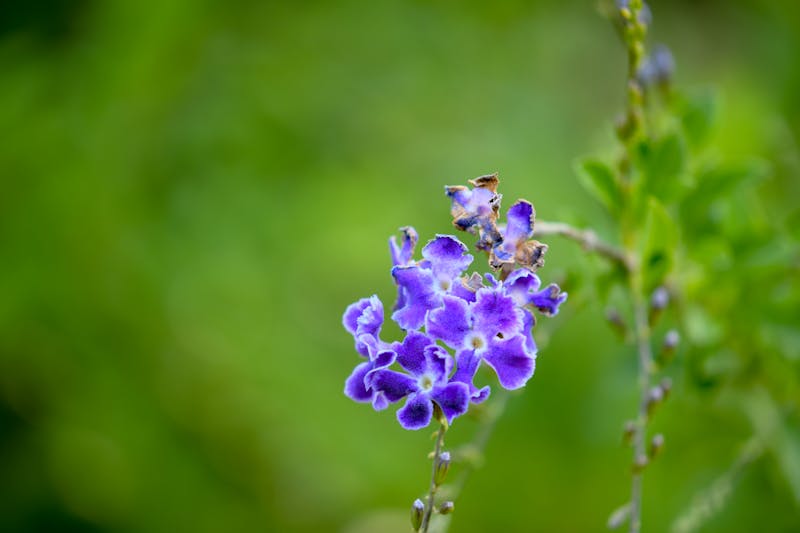 Close-up of hands pouring hot water from kettle into a cup of herbal tea