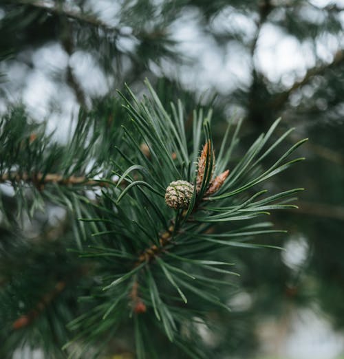Coniferous tree branch with cone