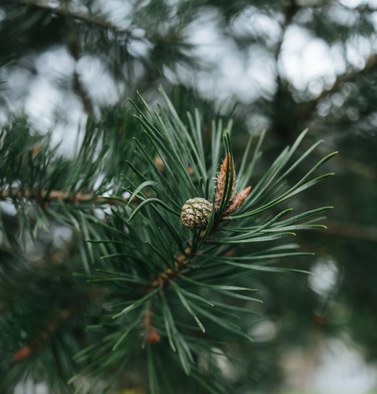 Coniferous Tree Branch With Cone