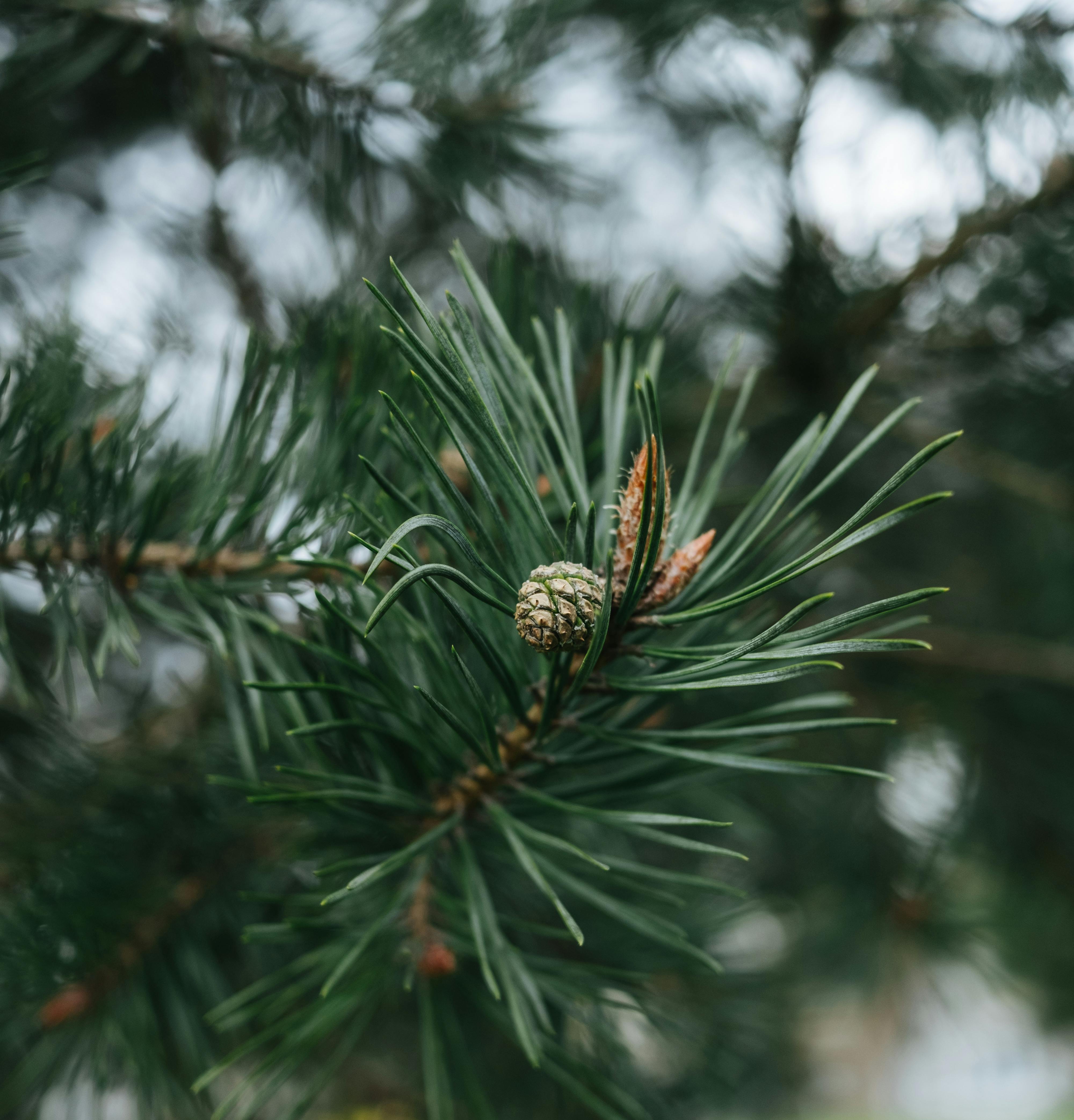 Coniferous Evergreen Branches with Blooming Young Spruce Shoots at  Springtime, Fresh Tender Needles, Natural Background Stock Image - Image of  wood, natural: 216357053