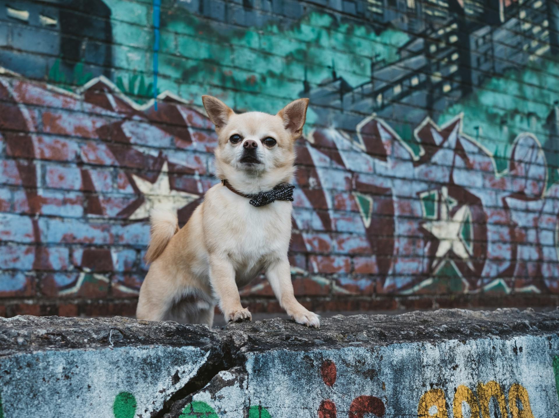 Funny Chihuahua puppy looking away while standing near grungy graffiti wall on city street