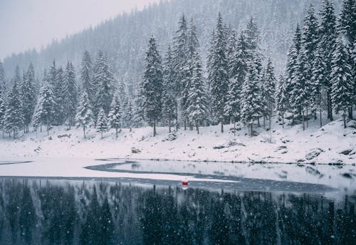 Green Pine Trees on Snow Covered Ground