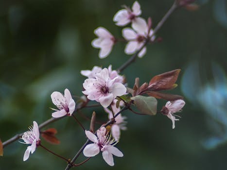 优雅的粉色樱花在枝头盛开，捕捉着春天的美丽