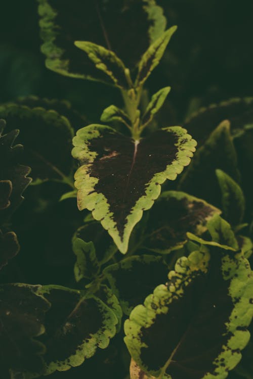 From above fresh plant with green and brown leaves growing in dark garden on summer day