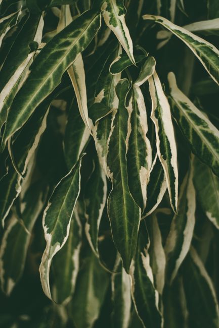Detailed view of lush, variegated green leaves showcasing natural patterns and textures.