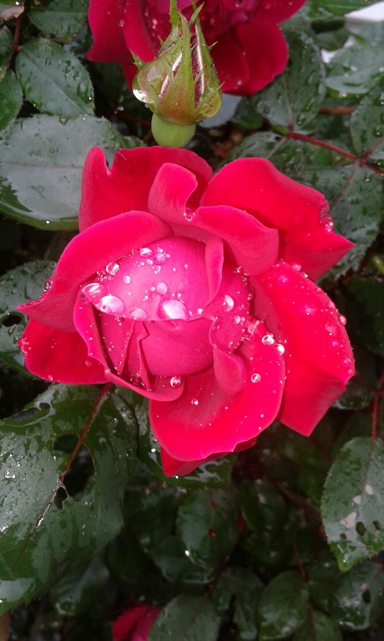 Free Stock Photo Of Beautiful Flowers Raindrops Red Roses