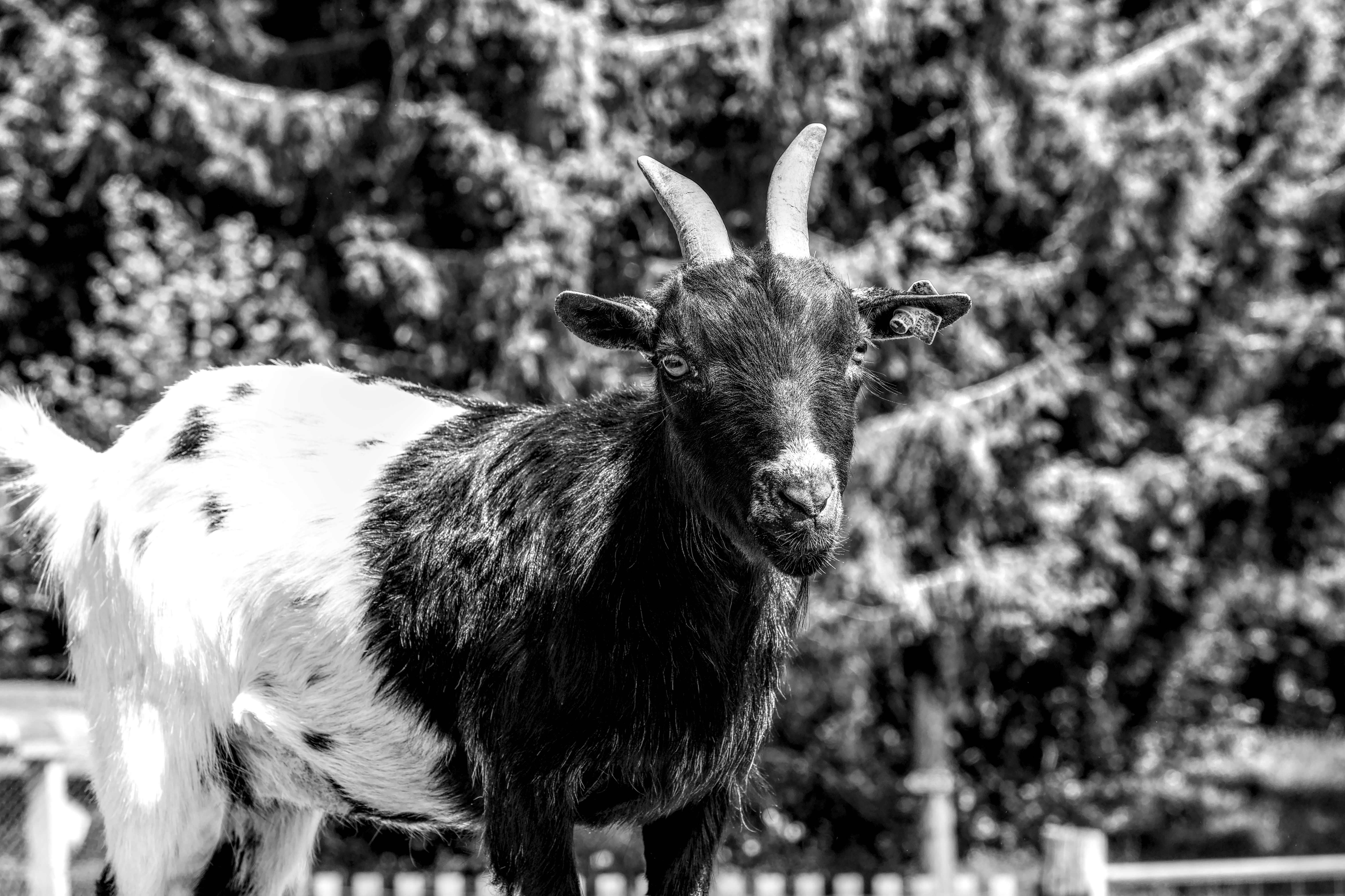 Black and White Portrait of a Curious Goat · Free Stock Photo