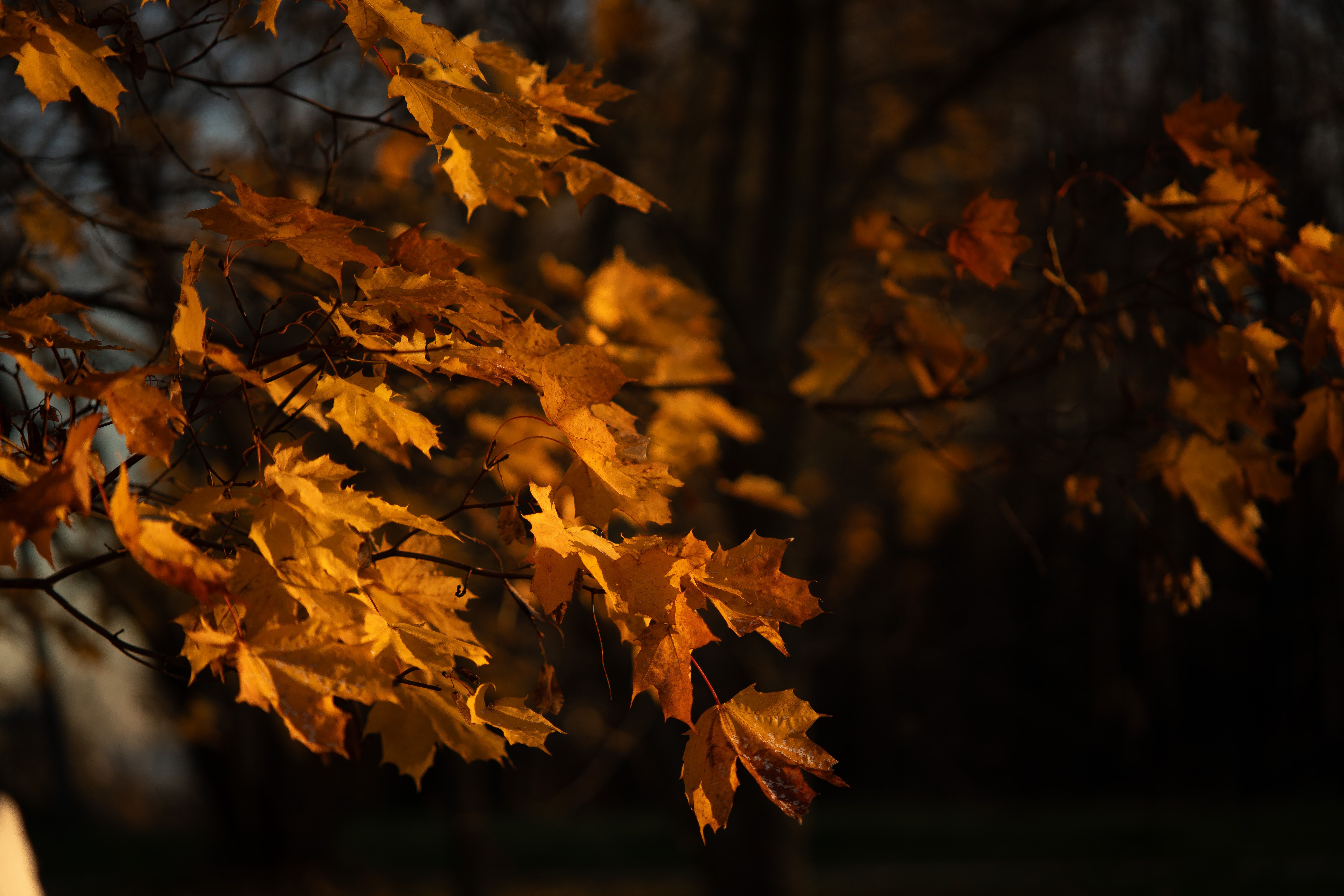 Golden Autumn Leaves in Dramatic Light · Free Stock Photo