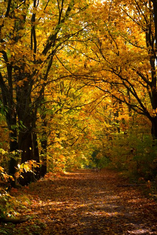 Free Sunlit autumn forest path covered in golden leaves, perfect for fall scenery. Stock Photo