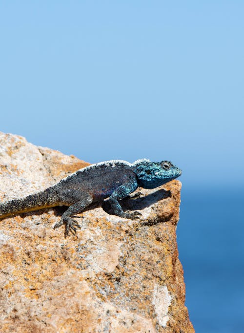 Foto profissional grátis de animais selvagens, animal, calor