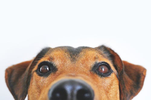 Close Upfoto Van Bruin En Zwart Hondengezicht