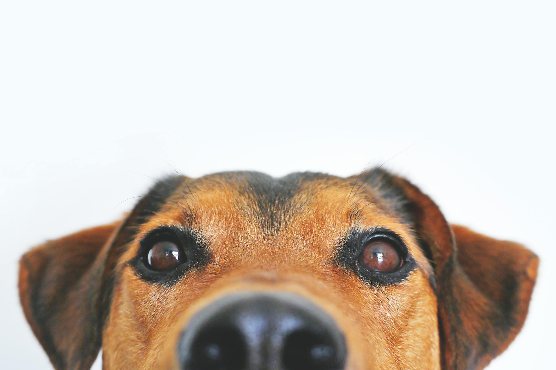 Photo de près du visage de chien brun et noir