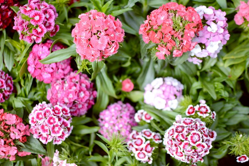 pet insurance for border collies - idiopathic epilepsy in border collies: diagnosis, hospitalization, and long-term care